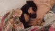 Pingo