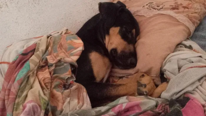 Cachorro raça SRD-ViraLata idade 1 ano nome Pingo