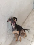 Pingo