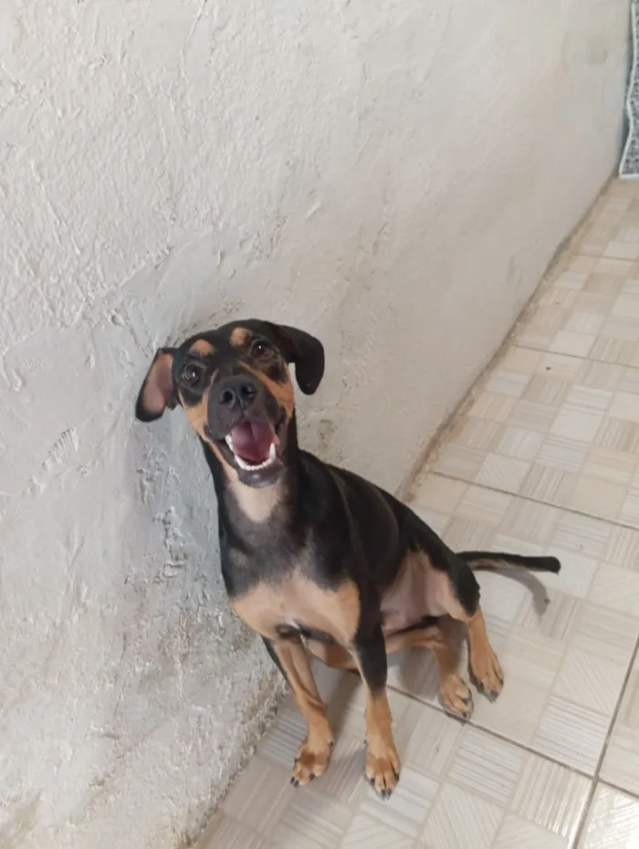 Cachorro raça SRD-ViraLata idade 1 ano nome Pingo
