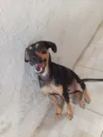 Pingo