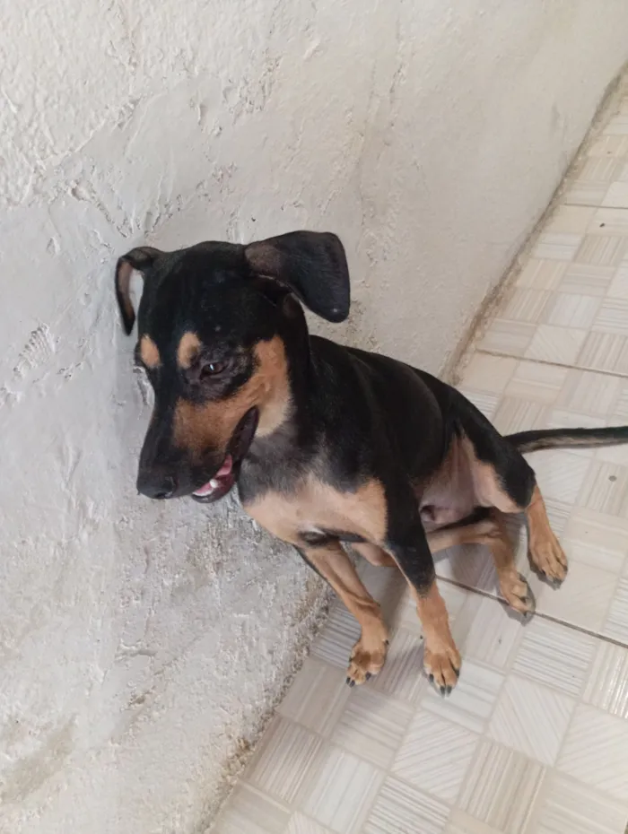 Cachorro raça SRD-ViraLata idade 1 ano nome Pingo