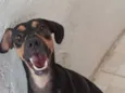 Pingo