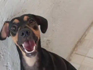 Cachorro raça SRD-ViraLata idade 1 ano nome Pingo