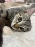 Catarina 