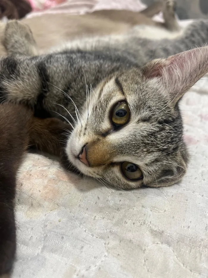 Gato raça SRD-ViraLata idade 7 a 11 meses nome Catarina 