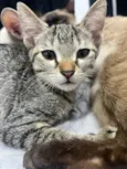 Catarina 