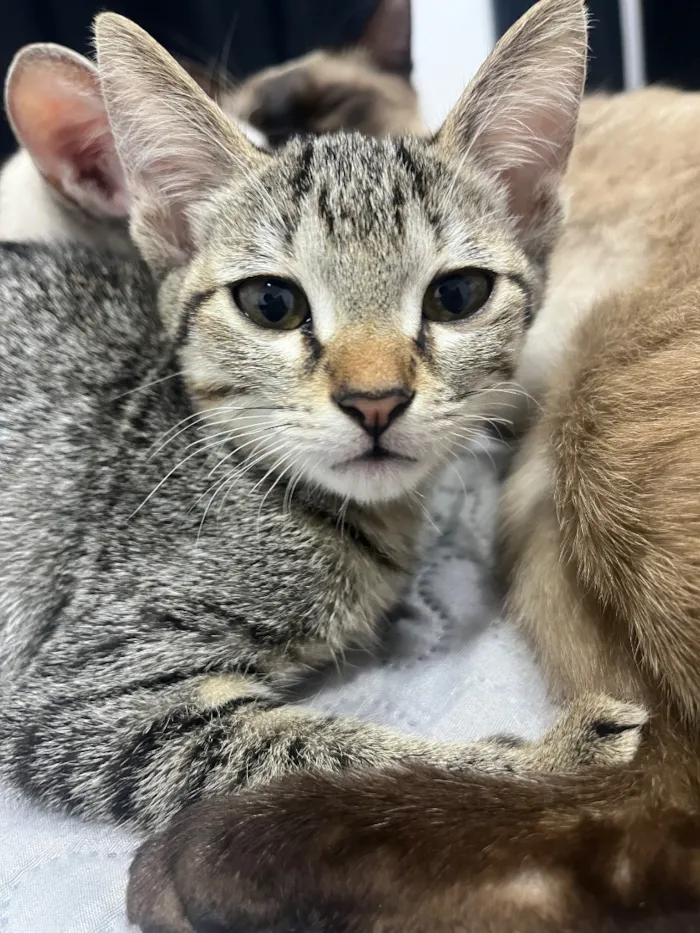 Gato raça SRD-ViraLata idade 7 a 11 meses nome Catarina 