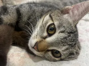 Gato raça SRD-ViraLata idade 7 a 11 meses nome Catarina 