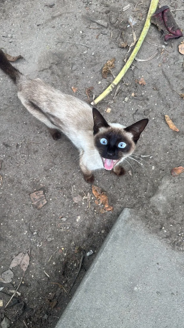 Gato raça Siamês idade 2 a 6 meses nome Sem nome 