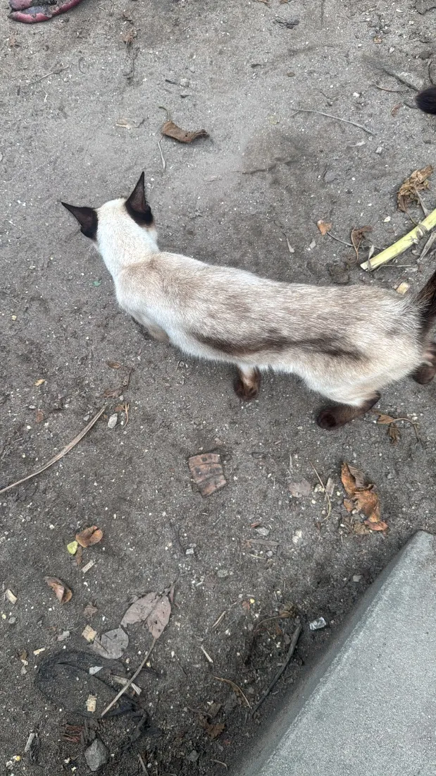 Gato raça Siamês idade 2 a 6 meses nome Sem nome 