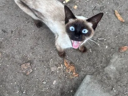 Gato raça Siamês idade 2 a 6 meses nome Sem nome 