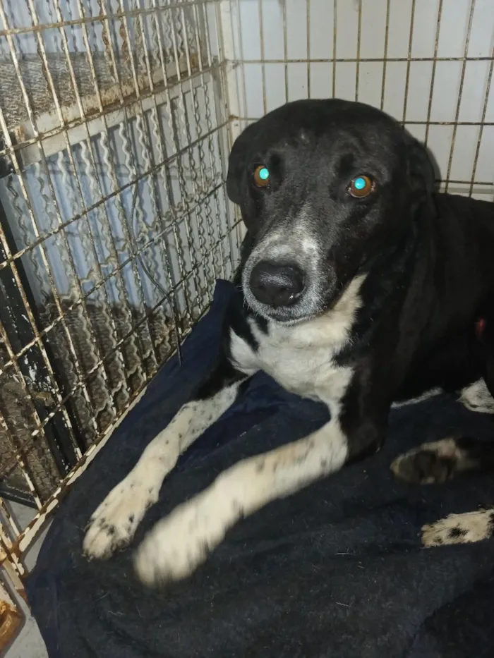 Cachorro raça SRD-ViraLata idade 6 ou mais anos nome Oscar