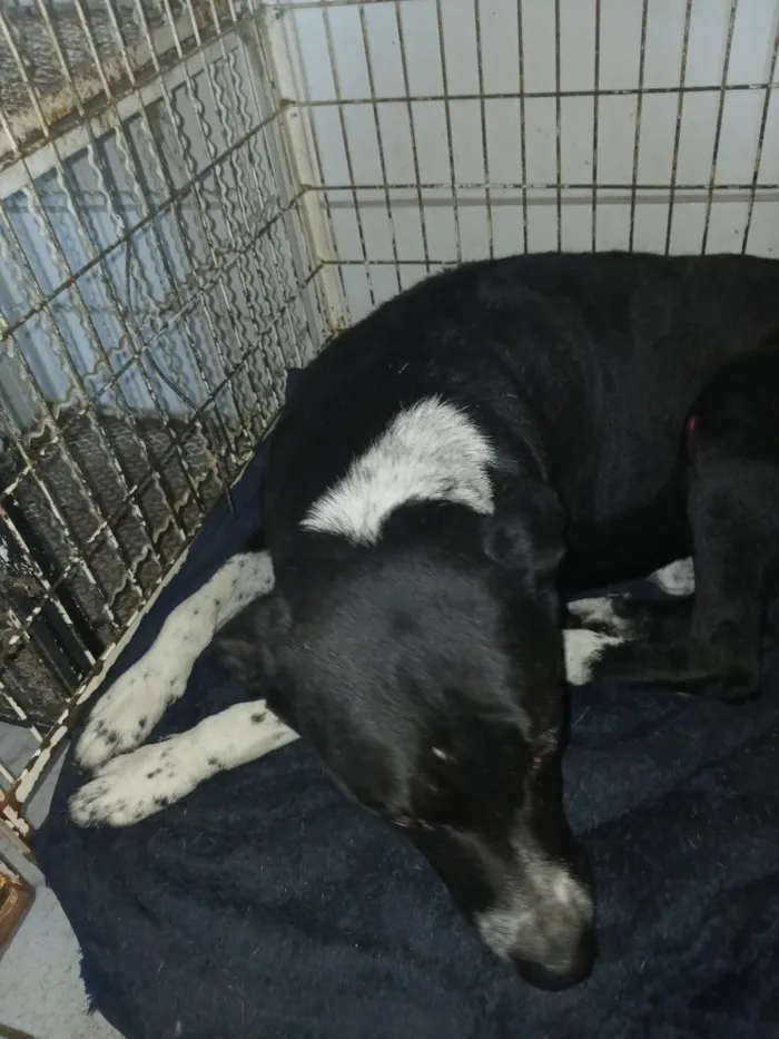 Cachorro raça SRD-ViraLata idade 6 ou mais anos nome Oscar