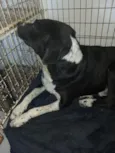 Oscar