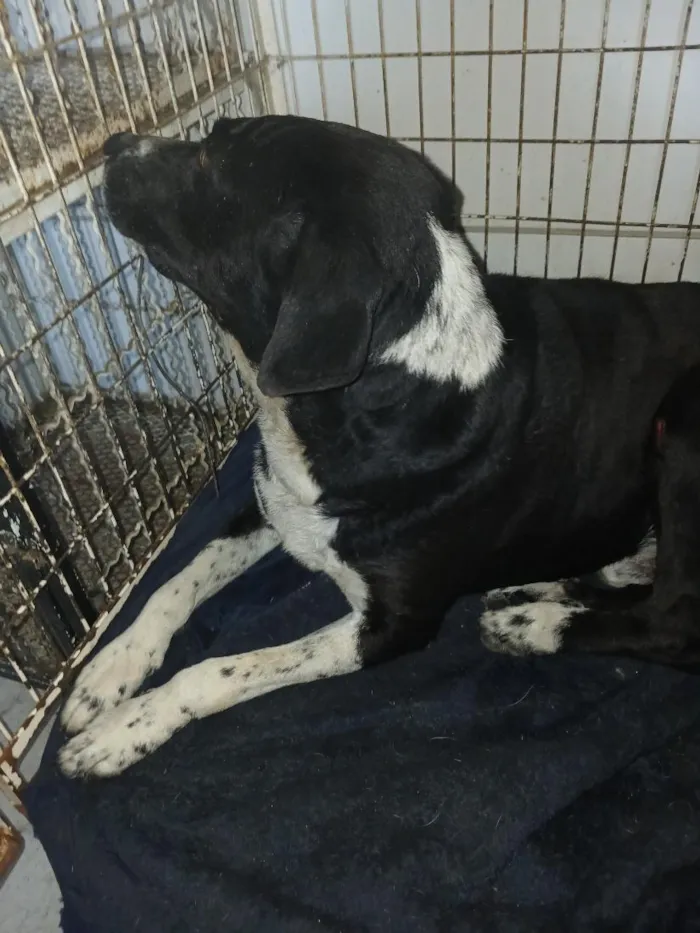Cachorro raça SRD-ViraLata idade 6 ou mais anos nome Oscar