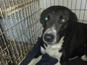 Cachorro raça SRD-ViraLata idade 6 ou mais anos nome Oscar