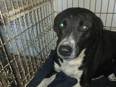 Cachorro raça SRD-ViraLata idade 6 ou mais anos nome Oscar