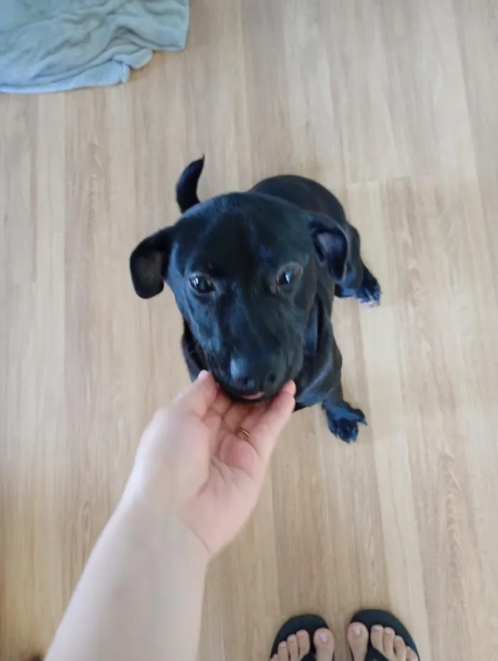 Cachorro raça SRD-ViraLata idade 7 a 11 meses nome kiara