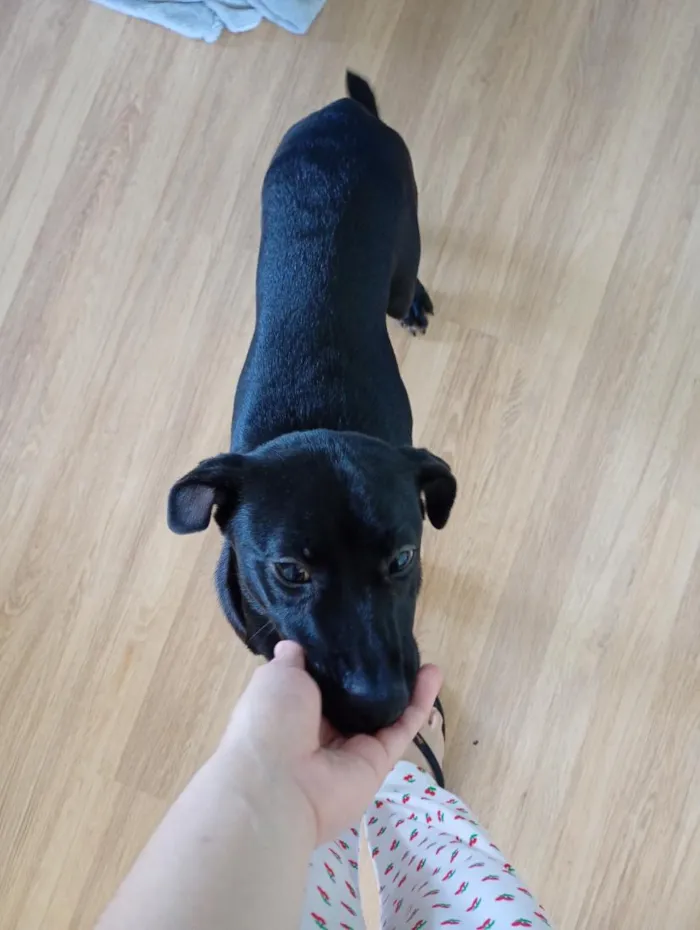 Cachorro raça SRD-ViraLata idade 7 a 11 meses nome kiara