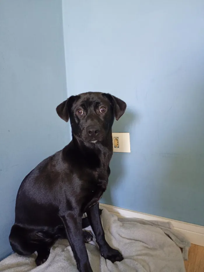 Cachorro raça SRD-ViraLata idade 7 a 11 meses nome kiara