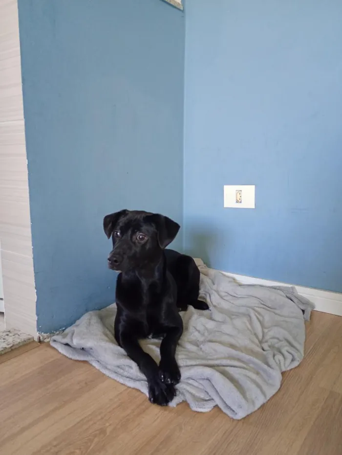 Cachorro raça SRD-ViraLata idade 7 a 11 meses nome kiara