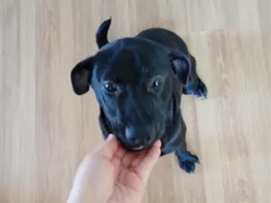Cachorro raça SRD-ViraLata idade 7 a 11 meses nome kiara