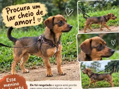 Cachorro raça SRD-ViraLata idade 7 a 11 meses nome Tico