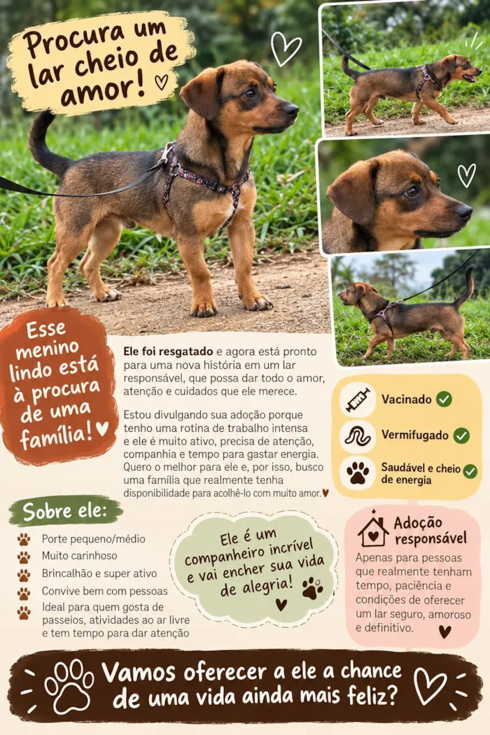 Cachorro raça SRD-ViraLata idade 7 a 11 meses nome Tico