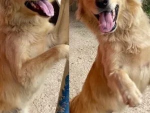 Cachorro raça SRD-ViraLata idade 1 ano nome Apollo