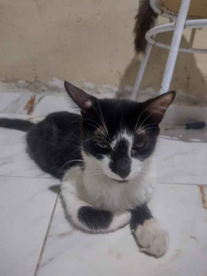 Gato raça SRD-ViraLata idade 1 ano nome lula