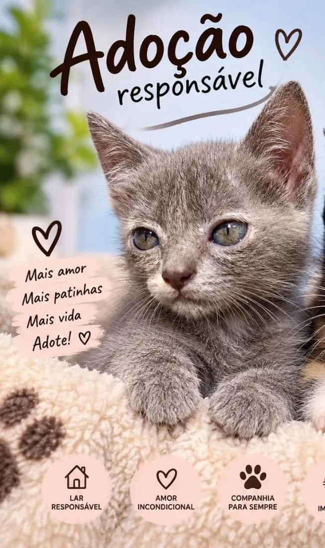 Gato raça SRD-ViraLata idade 2 a 6 meses nome Cinzinha 