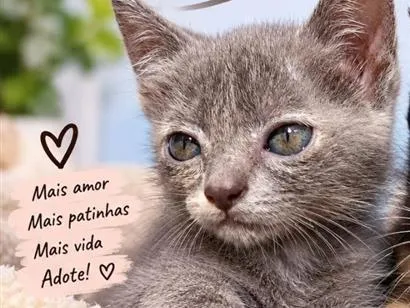 Gato raça SRD-ViraLata idade 2 a 6 meses nome Cinzinha 
