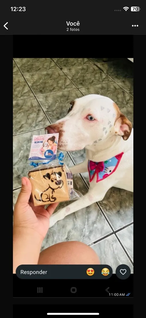 Cachorro raça SRD-ViraLata idade 1 ano nome Pandora