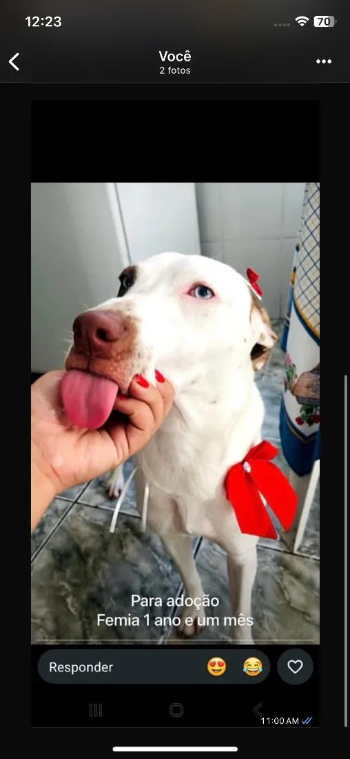 Cachorro raça SRD-ViraLata idade 1 ano nome Pandora