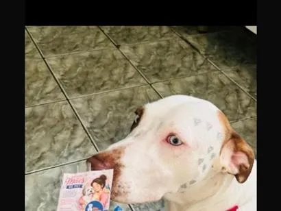 Cachorro raça SRD-ViraLata idade 1 ano nome Pandora
