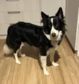 Nina