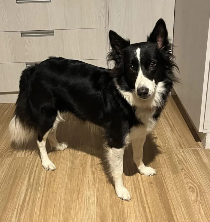 Cachorro raça SRD-ViraLata idade 6 ou mais anos nome Nina