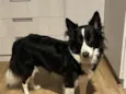 Nina