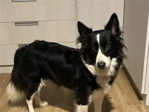 Cachorro raça SRD-ViraLata idade 6 ou mais anos nome Nina