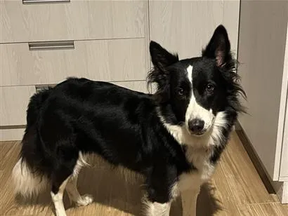 Cachorro raça SRD-ViraLata idade 6 ou mais anos nome Nina
