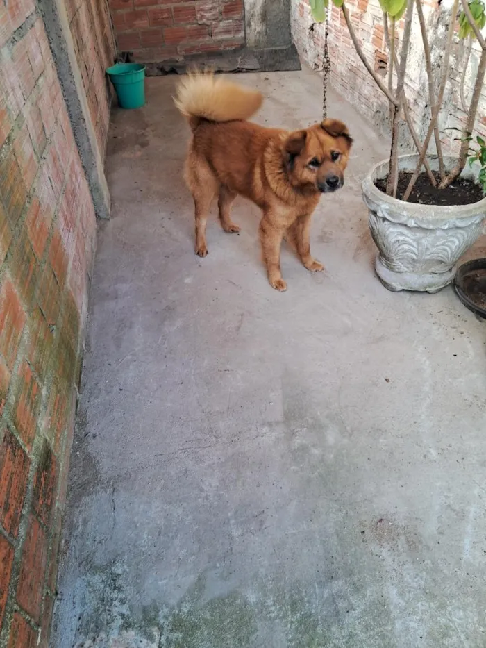 Cachorro raça SRD-ViraLata idade 6 ou mais anos nome Frederico