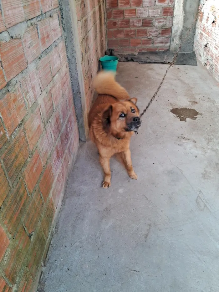 Cachorro raça SRD-ViraLata idade 6 ou mais anos nome Frederico