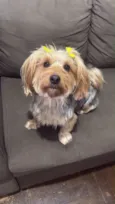 Amora