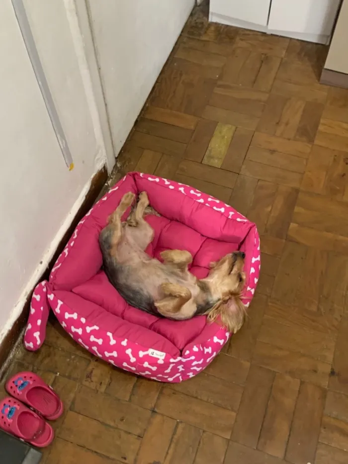 Cachorro raça  idade 5 anos nome Amora