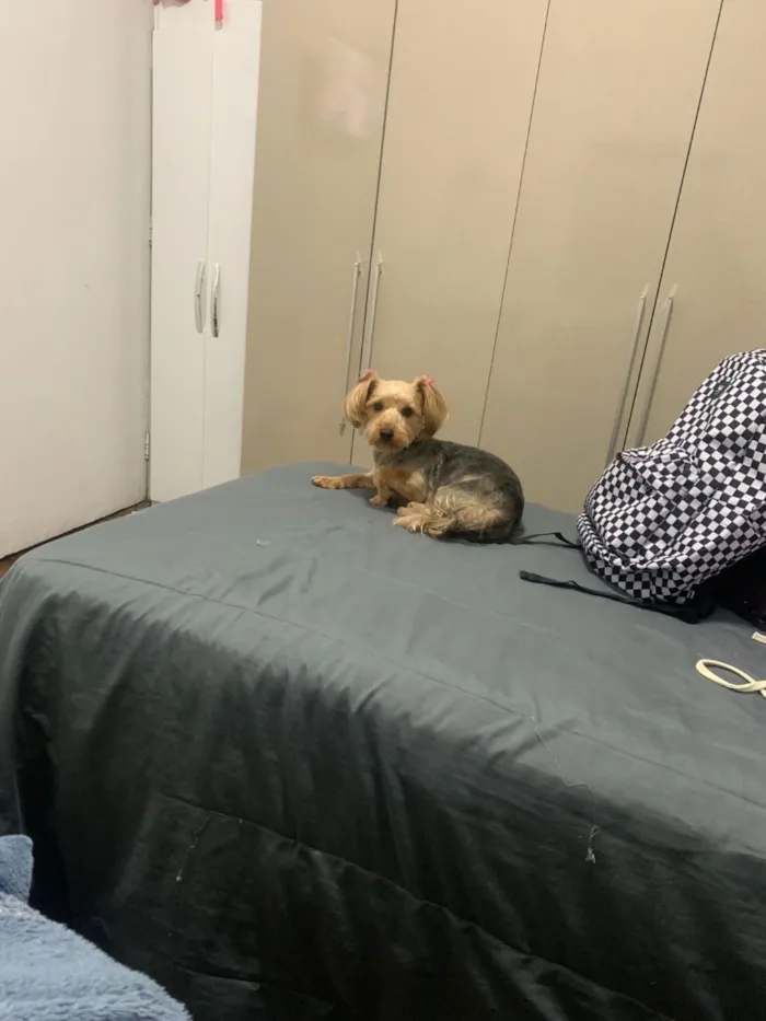 Cachorro raça  idade 5 anos nome Amora