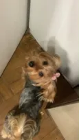 Amora