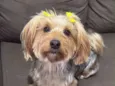 Amora