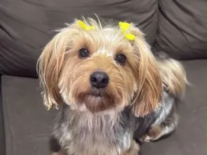 Cachorro raça  idade 5 anos nome Amora