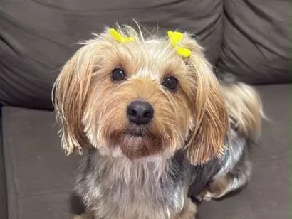 Cachorro raça  idade 5 anos nome Amora